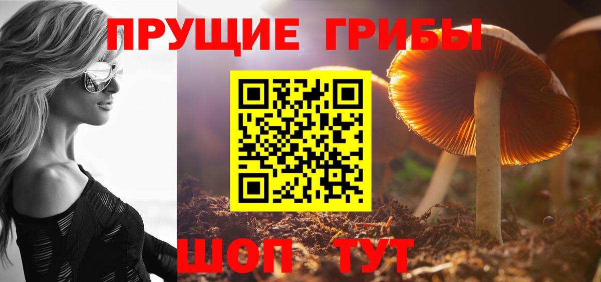 Псилоцибиновые грибы Psilocybe Баксан
